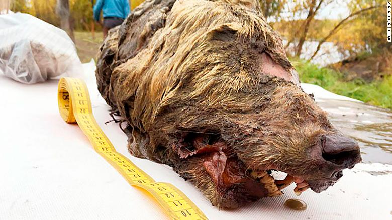 The wolf&amp;#39;s head was found by locals looking for mammoth ivory.