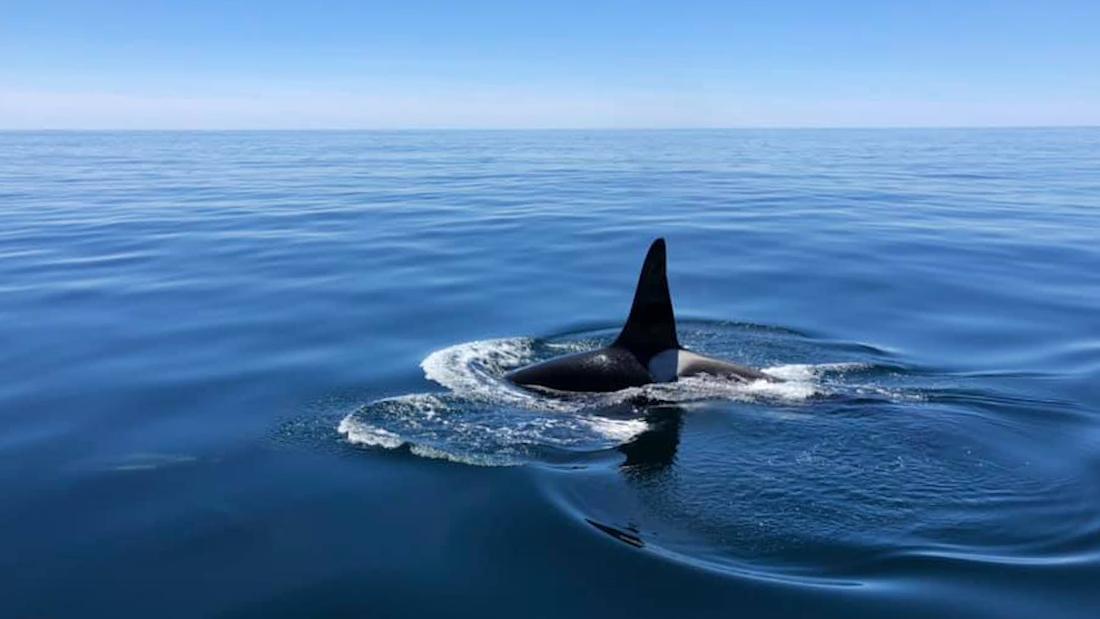 killer whales swimming