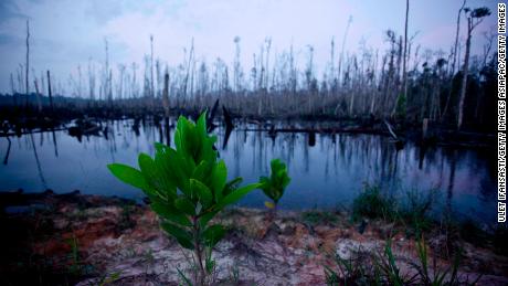 The endangered acacia tree in Riau Province, Sumatra, Indonesia. The business of pulp, palm oil and wood are causing the deforestation of Sumatra and contributing to the extinction of many of the world&#39;s rare species.