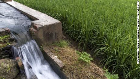 Water pours down an irrigation channel from a groundwater pump and well next to a field of rice growing on farmland in the Bhagpat district of Uttar Pradesh, India, on Monday, Sept. 3, 2018. Cumulative rainfall during August and September is forecast to be 95 percent of a 50-year average, according to the India Meteorological Department. The monsoon is critical to the farm sector as it accounts for more than 70 percent of India&#39;s annual showers and irrigates more than half the country&#39;s farmland. Photographer: Prashanth Vishwanathan/Bloomberg via Getty Images
