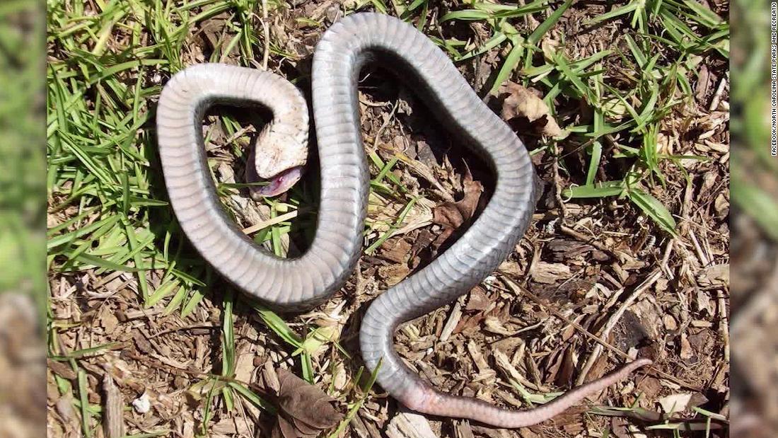 Snake 'plays dead' by remaining completely still after realising