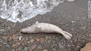 Dozens of dead seals washed up on the coast of Alaska