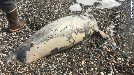 A dead seal found on a beach near Kotzebue, Alaska.