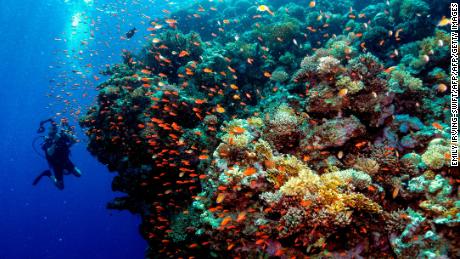 Mercan çiftlikleri resiflerimizi kurtarabilir mi?