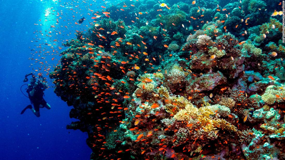 Also known as &quot;rainforests of the sea&quot;, coral reefs offer spectacular sights, as well as supporting wildlife, providing food, jobs and coastal protection for an estimated 500 million people. &lt;br /&gt;&lt;br /&gt;But human activities are threatening their survival. Scroll through the gallery to see how our actions are putting coral reefs at risk.