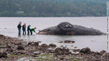 Washington state waterfront landowners are getting an unusual request: Take in dead whales 