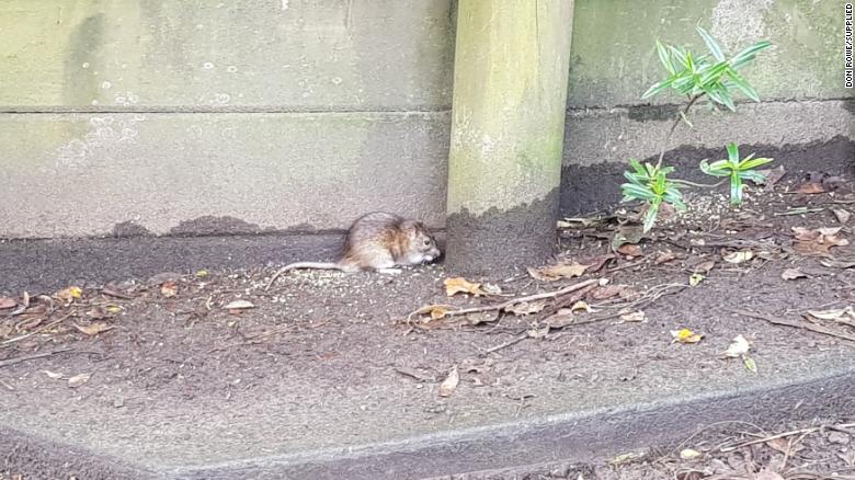 A rat in Titirangi