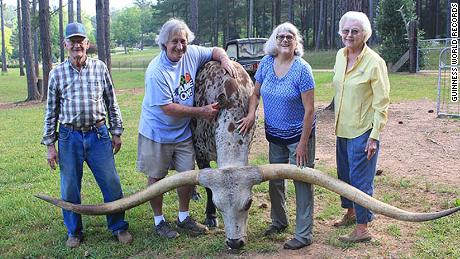 This Steer S Nearly 11 Foot Horns Just Broke A Guinness World