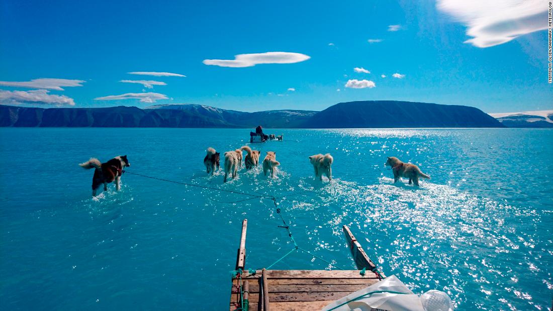 In this photo taken on Thursday, June 13, 2019 sled dogs make their way in northwest Greenland with their paws in melted ice water.