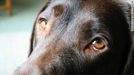 Researchers at the University of Portsmouth have authored a study on how dogs&#39; eyes have evolved so that they will appeal to humans. 