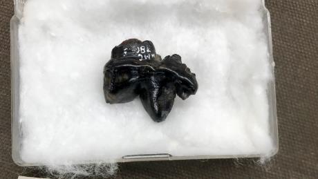 This ice age fossil tooth — tucked away for years in the collections of the Canadian Museum of Nature — belonged to the &quot;running hyena&quot; Chasmaporthetes, according to a new study.