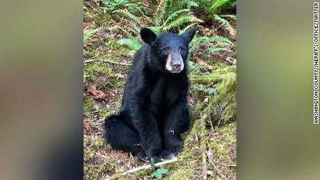 Oregon wildlife officials killed a young black bear because people kept taking selfies with him.