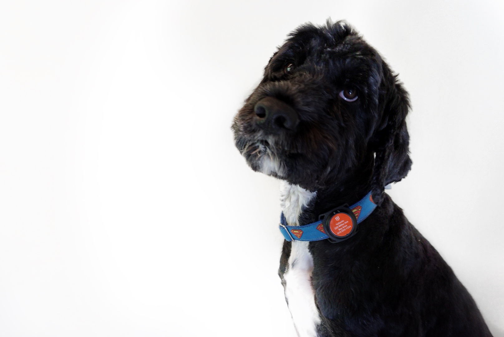 bluetooth dog tag