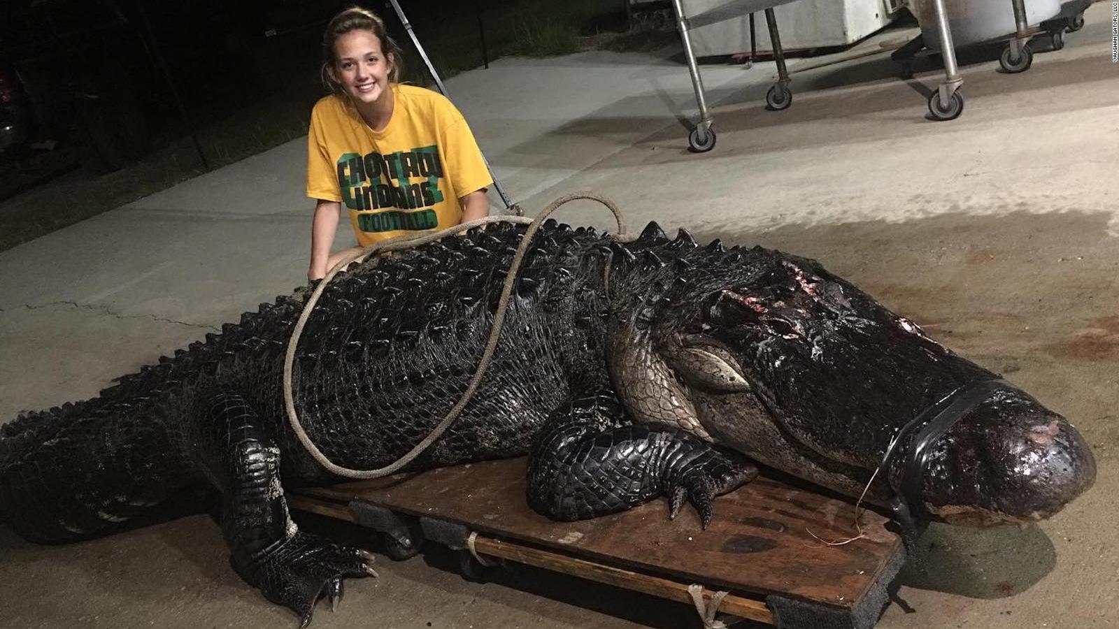 463 Pound Alligator Removed From Florida Highway After It Was Struck By Semi Truck Cnn