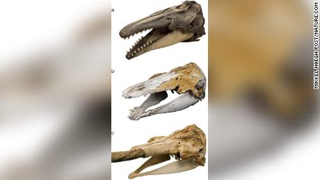 Skull morphology of (a) beluga, (b) MCE1356, and (c) narwhal. Photos: Mikkel Høegh Post