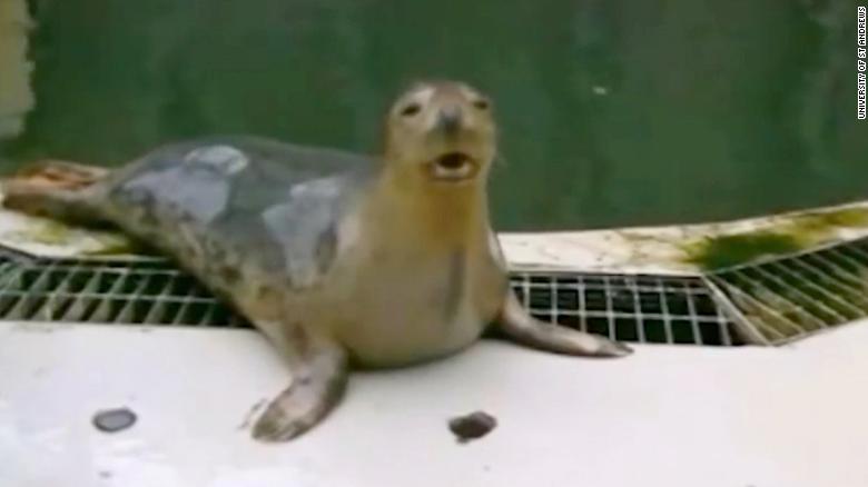 Seals Have Been Taught To Sing The Star Wars Theme Tune Cnn