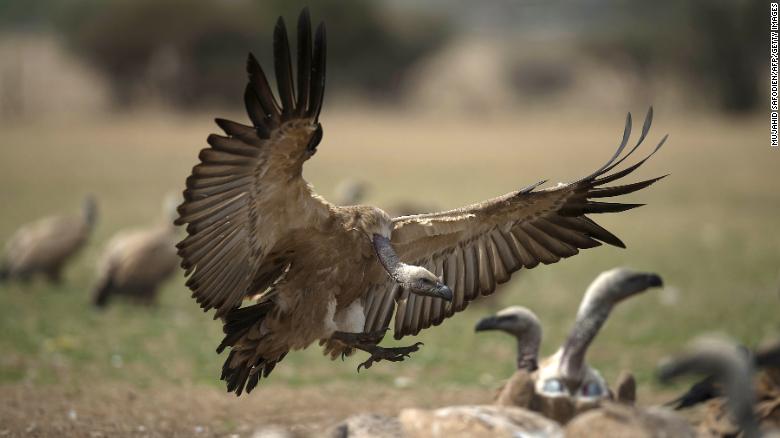 A cape vulture spreads its wings as it flies low at the VulPro Vulture Rehabilitation Centre in South Africa on September 15, 2015.