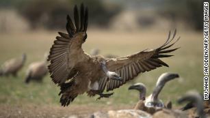 Botswana endangered vultures die: 500 dead after eating poisoned