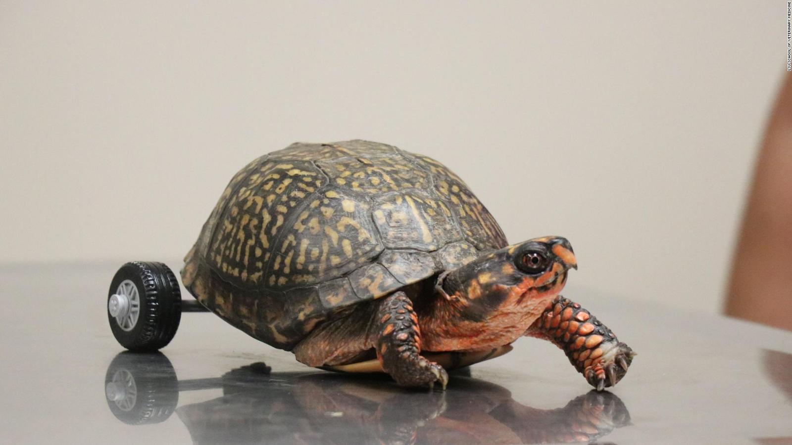 This turtle lost both his back legs so vets built him a very fancy ...