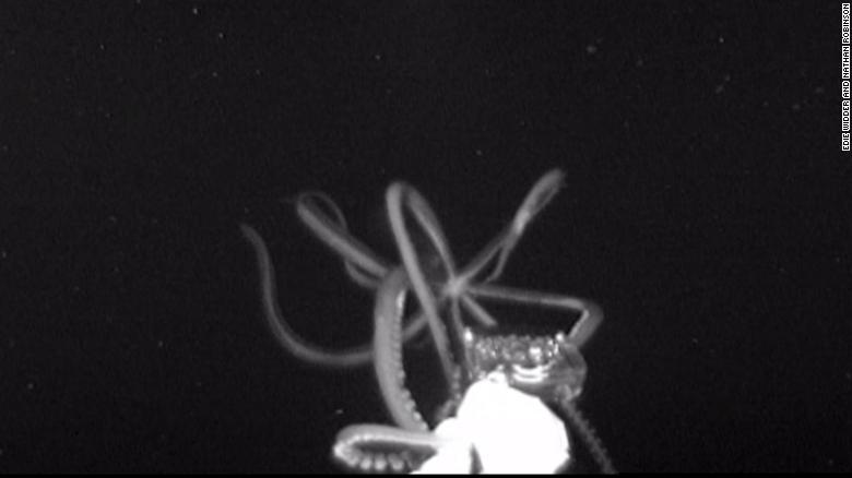 Watch A Giant Squid Caught On Camera Cnn Video 1200