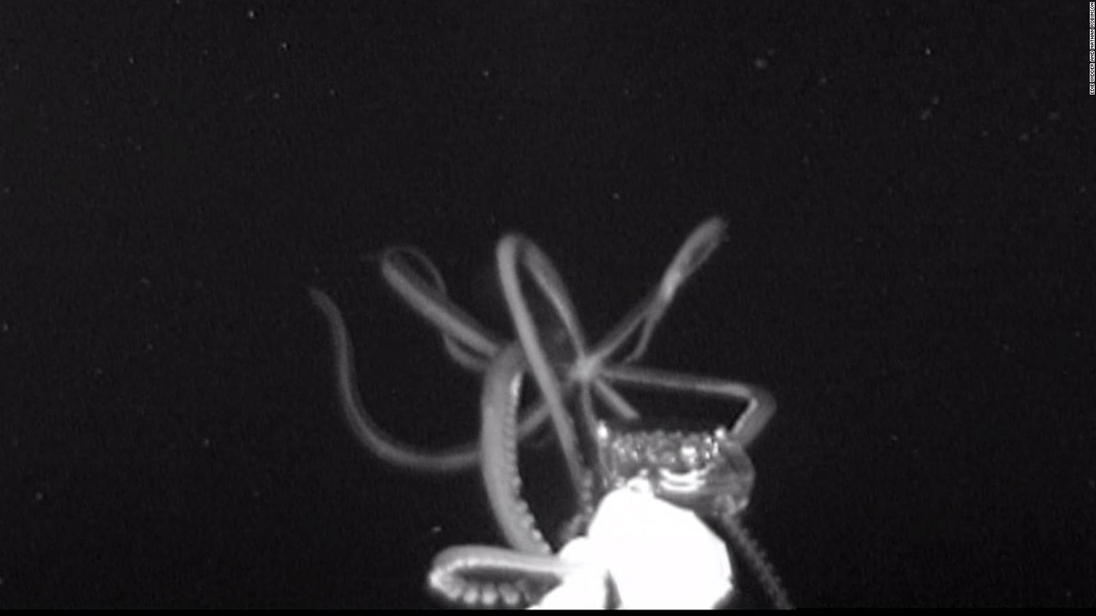 Watch a giant squid caught on camera - CNN Video
