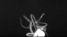 Giant squid captured on camera for the first time in the US - CNN