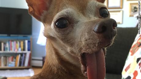 Watch out world, a new ugliest dog has been crowned - CNN