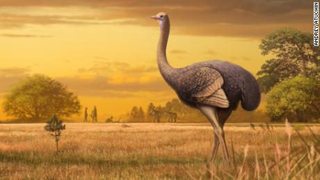 Ancient Europeans lived alongside a half-ton bird nearly 12 feet tall