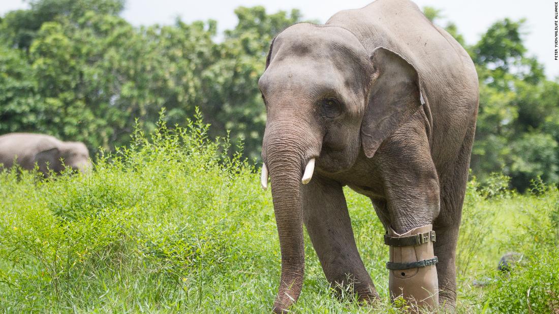 ‘Barbaric’ snares are wiping out Southeast Asia’s wild animals