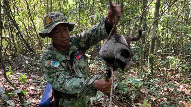 A Wildlife Alliance ranger rescues a common palm civet in Cambodia&#39;s Cardamom Rainforest. Civets are often found dead in snares, but this one survived the ordeal.