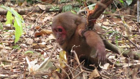 Found with its arm caught in a snare by researchers from the Laos conservation group Anoulak, this stump-tailed macaque was released back into the wild.