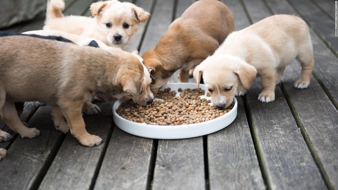 dog foods linked to canine heart disease