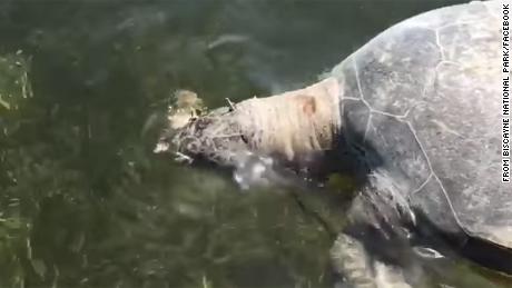 The Biscayne National Park posted a video of the dead turtle, asking the public for help in the investigation. 