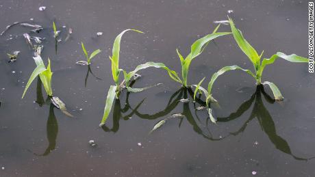 Corn grows in a saturated farm field.