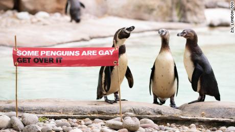 The London Zoo is celebrating Pride month in honor of its gay penguins