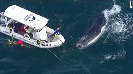 A humpback whale was freed from shark net in a daring rescue - CNN