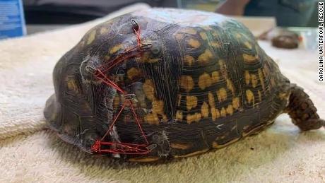 A North Carolina animal rescue has an unconventional request: bra clasps. It uses the fixtures to weld cracked turtle shells back together. 
