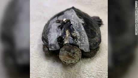 Carolina Waterfowl Rescue uses bra clasps to hold a turtle&#39;s cracked shell in place while it heals. 