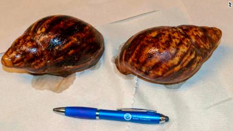 An invasive species of snail was discovered in luggage at the Atlanta airport thanks to a pair of eagles
