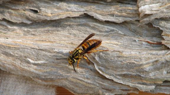 Massive Wasp Nests As Big As A Car Are Appearing In Alabama Again Cnn