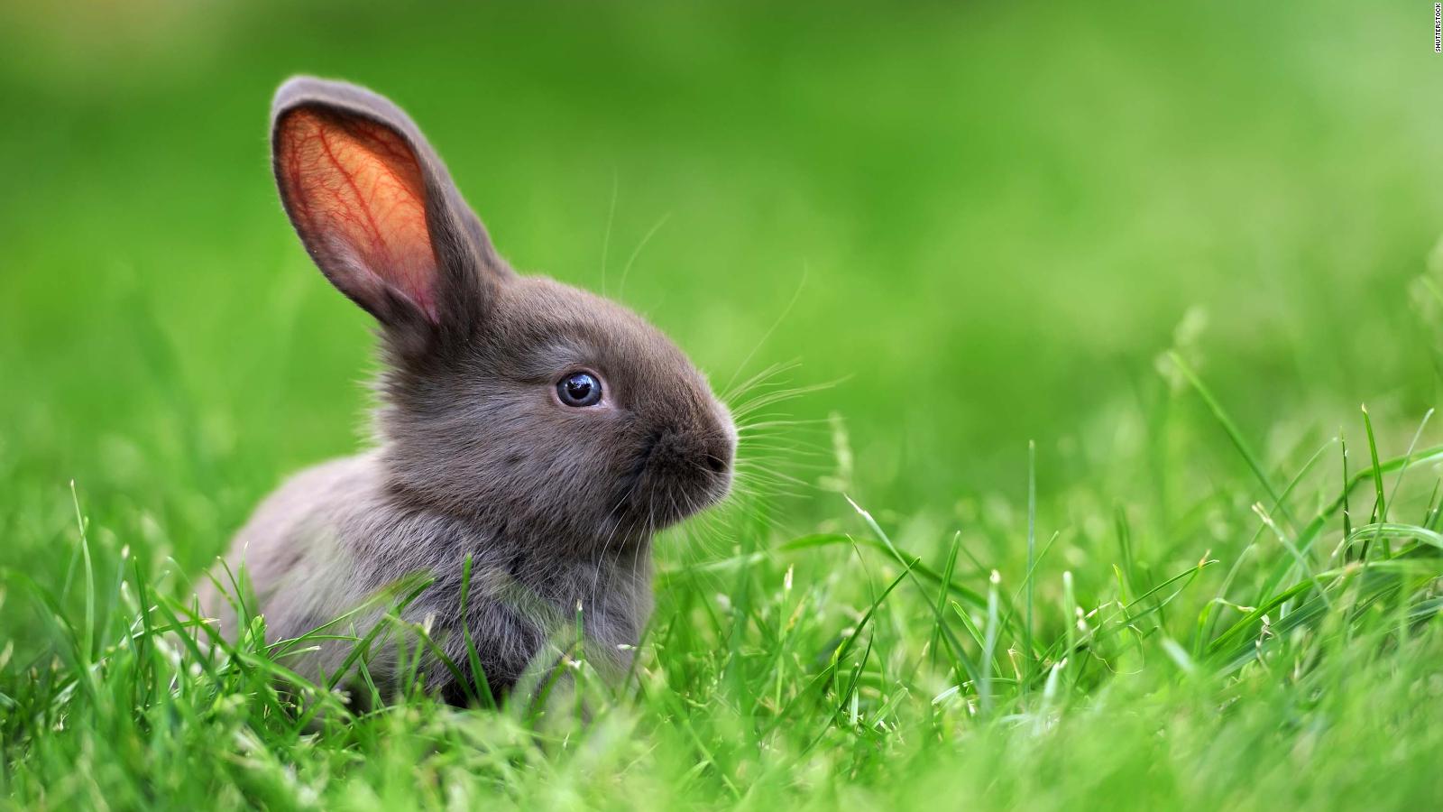 Rabbit rabbit! Why people say this good-luck phrase at the beginning of ...