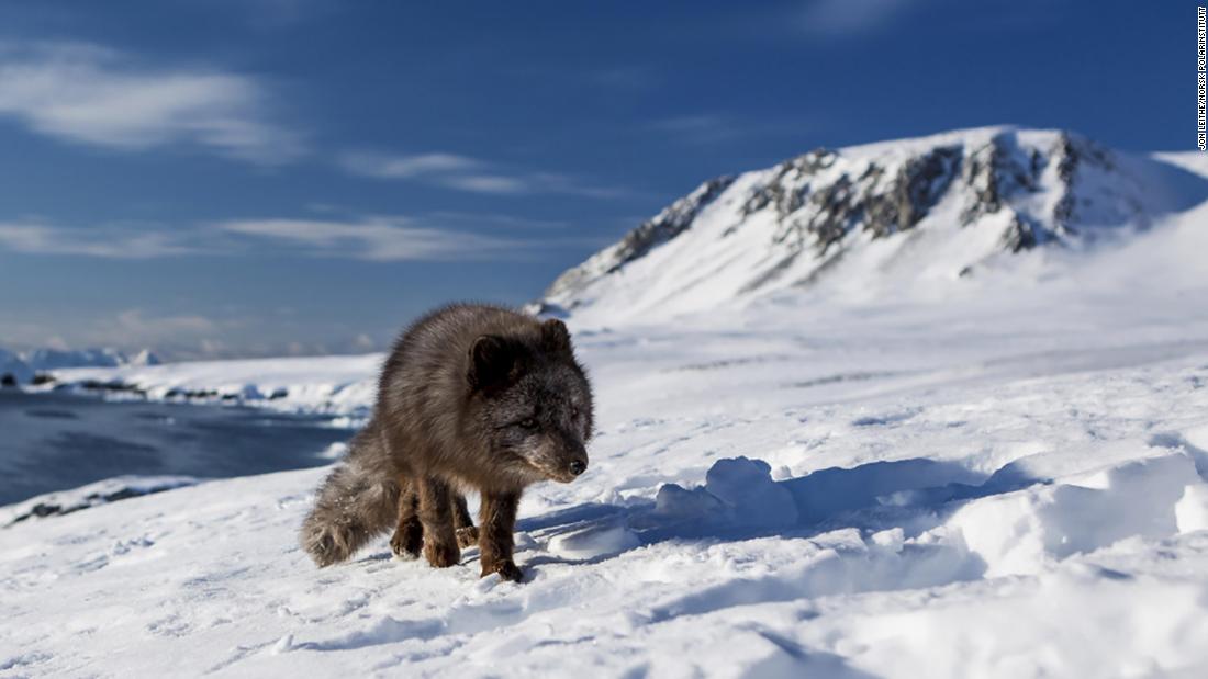 Arctic fox amazes scientists with 2,000 mile trek in 76