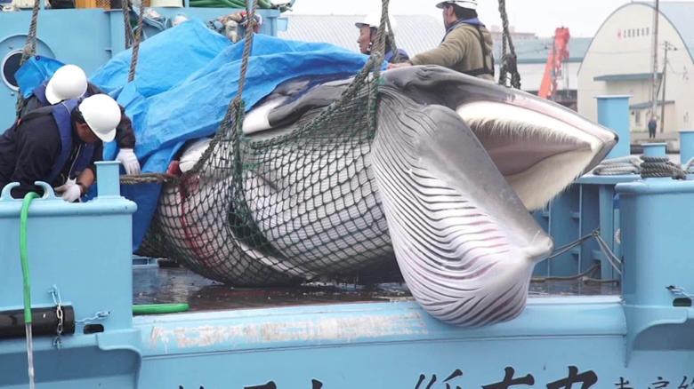 A whale caught in Japan&#39;s first hunt after its ban on commercial hunting in domestic waters was lifted on July 1, 2019.