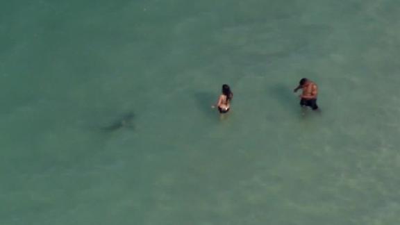 Helicopter Spots Sharks Just A Few Feet Away From Swimmers At Daytona Beach