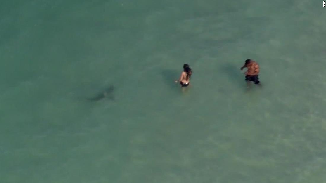 Helicopter Spots Sharks Just A Few Feet Away From Swimmers At Daytona Beach Cnn