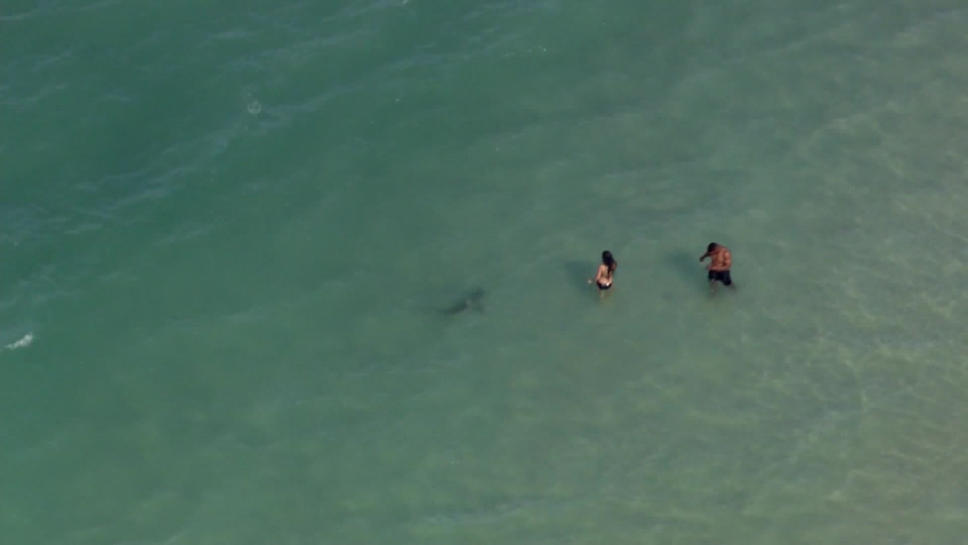 Helicopter Spots Sharks Just A Few Feet Away From Swimmers At Daytona Beach Cnn
