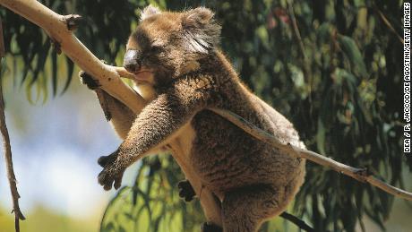 Researchers Have Found A Population Of Koalas That Could Be Key To