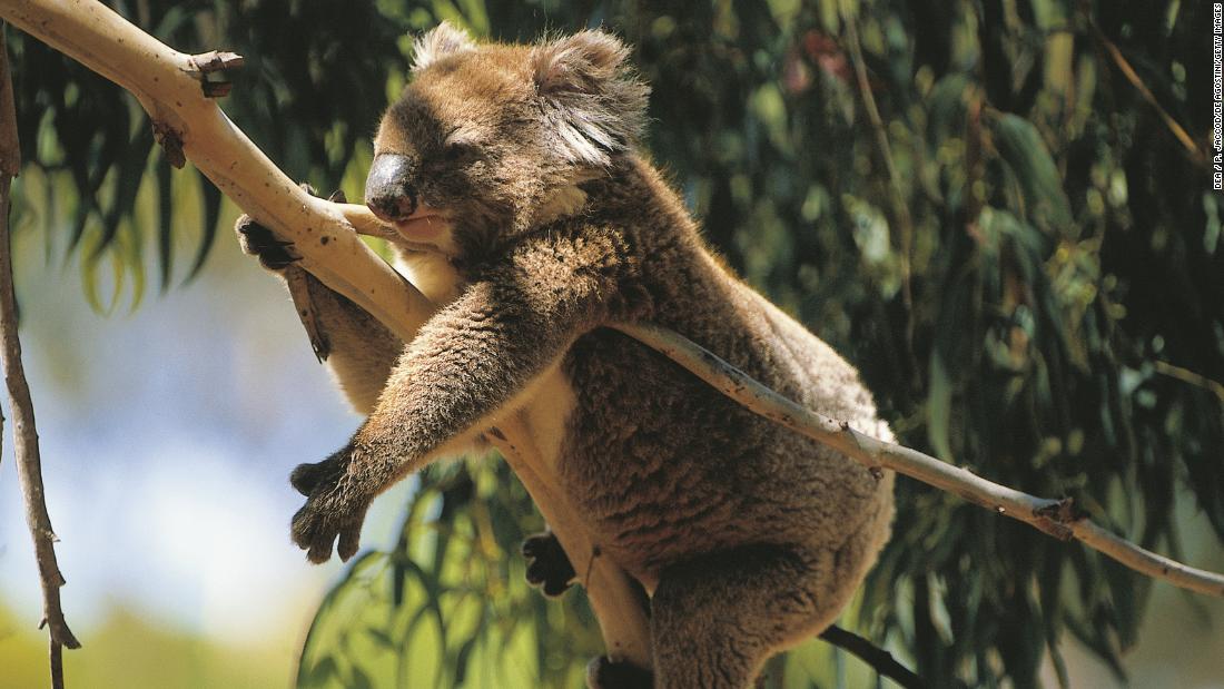 Researchers Have Found A Population Of Koalas That Could Be Key To Saving The Species Cnn