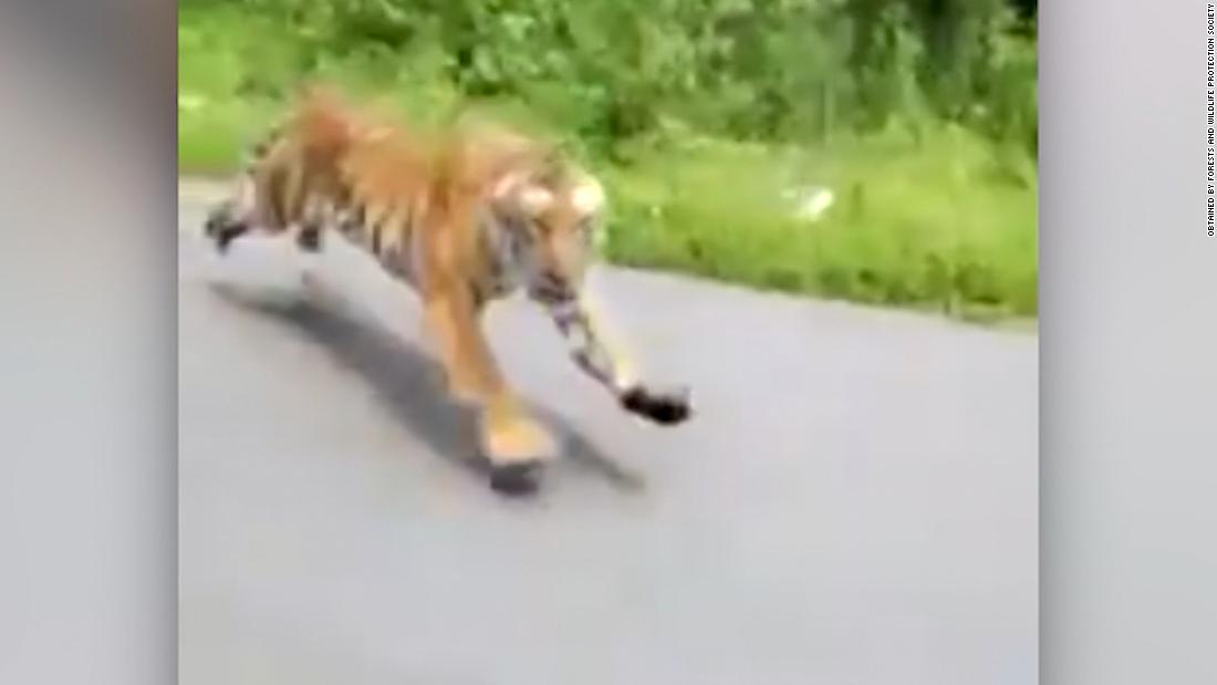 [B! *動画] Tiger caught on camera chasing motorcycle in India - CNN Video