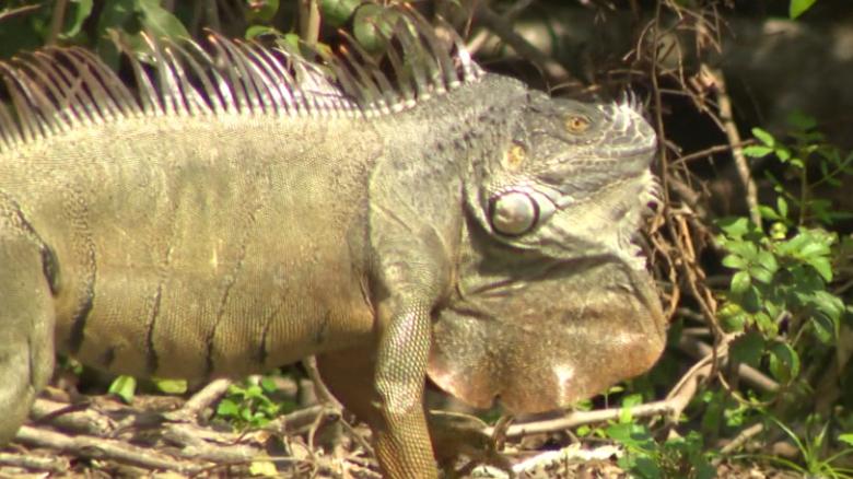 Iguanas are wreaking havoc in Florida